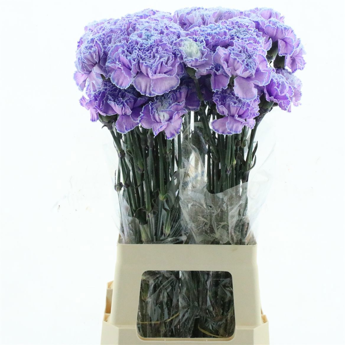 Dianthus St Painted 70cm