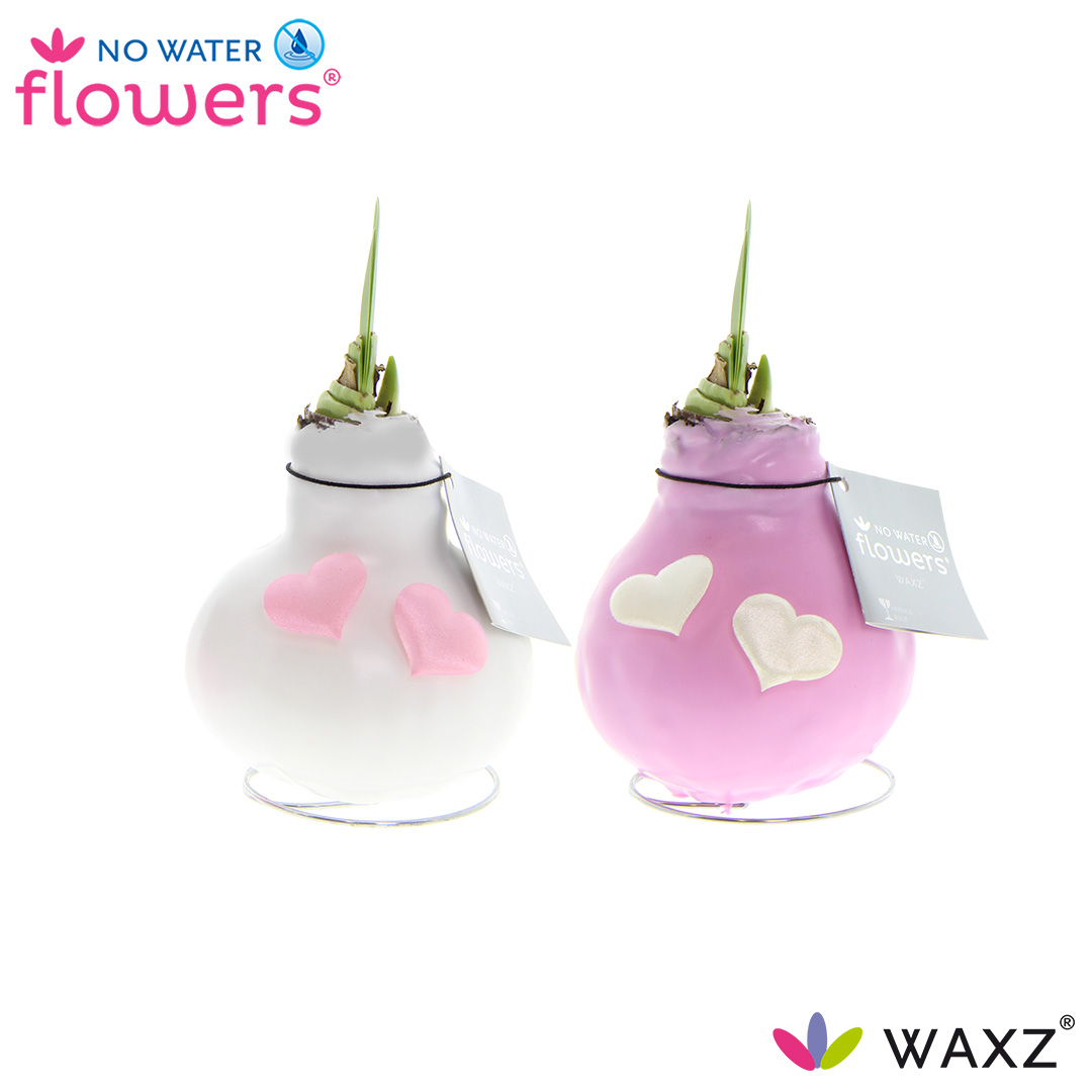 Picture of No Water Flowers Waxz® Love Pink-White with hearts 20CM