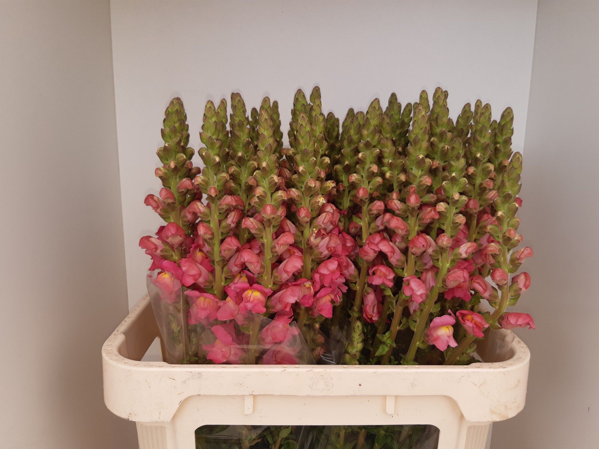 Antirrhinum Poto Pink 80cm