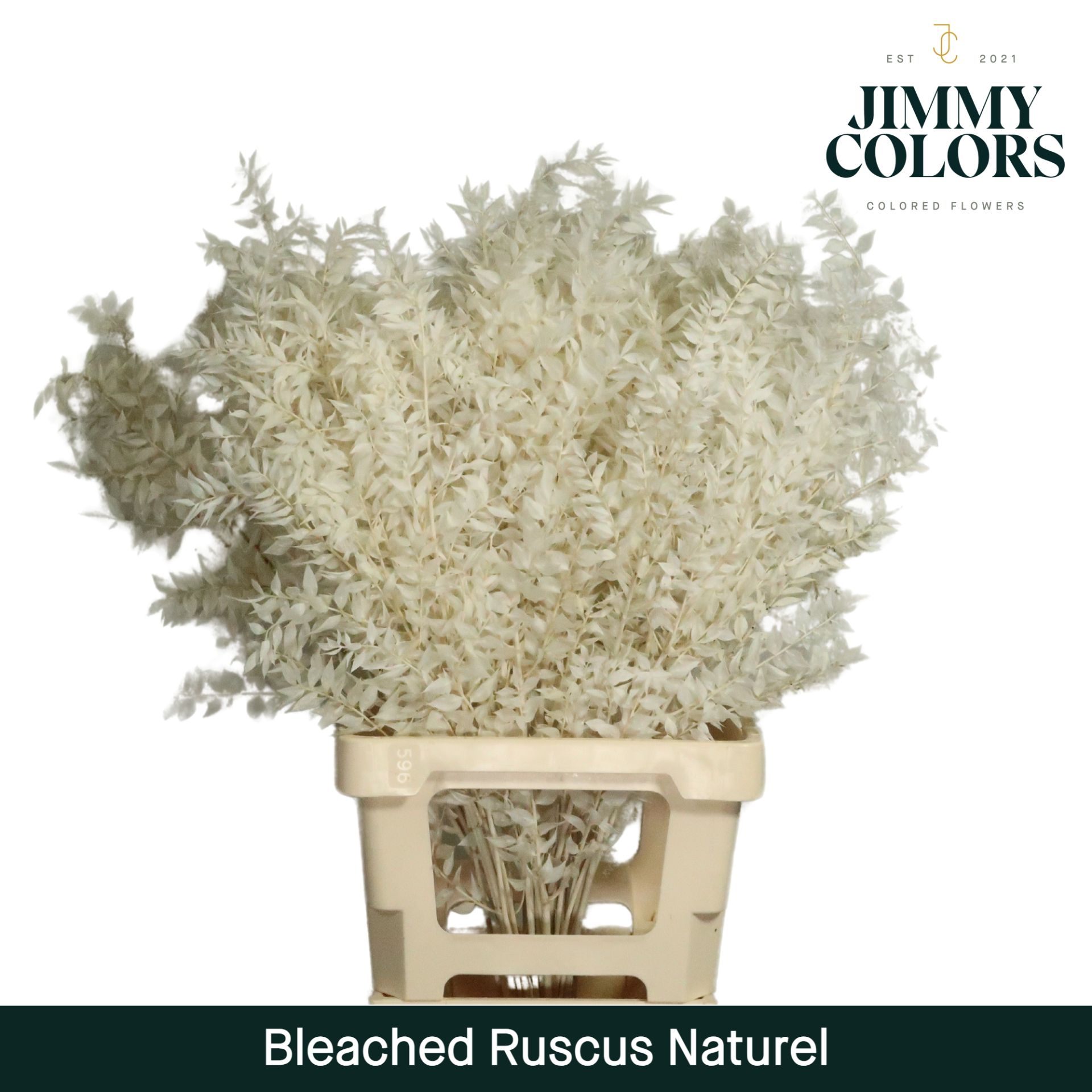 Ruscus Bleached Italy L70 Naturel