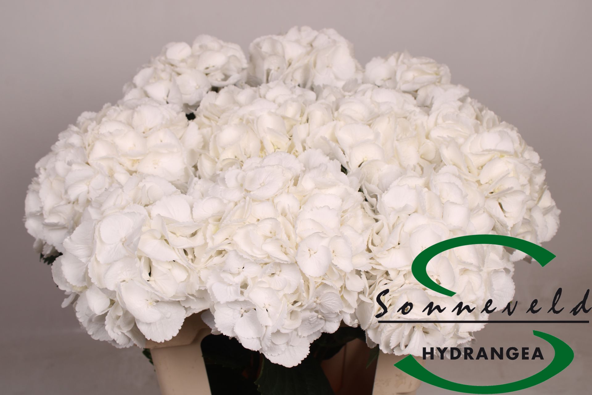 Hydrangea Royal Princess 70cm 20Ø