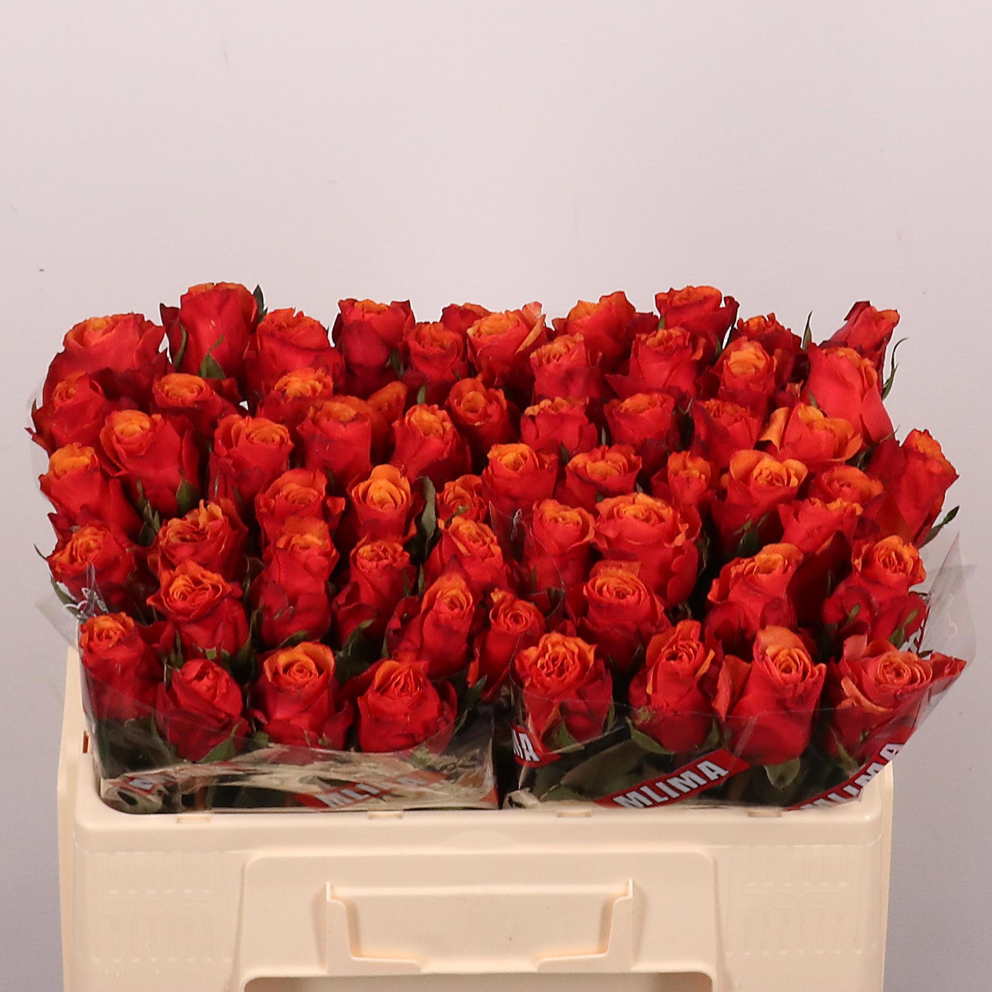 Rosa Espana 50cm