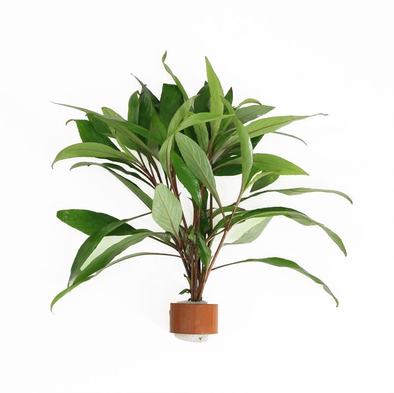 Hygrophila augustfolia (TCR)