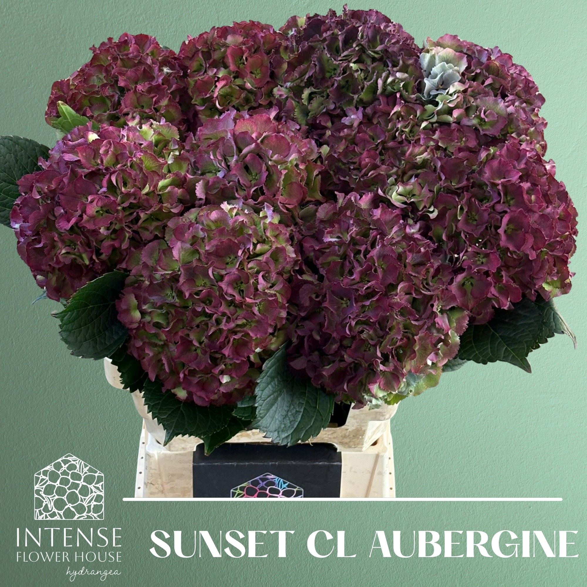 Hydrangea Royal Sunset Classic 60cm 18Ø