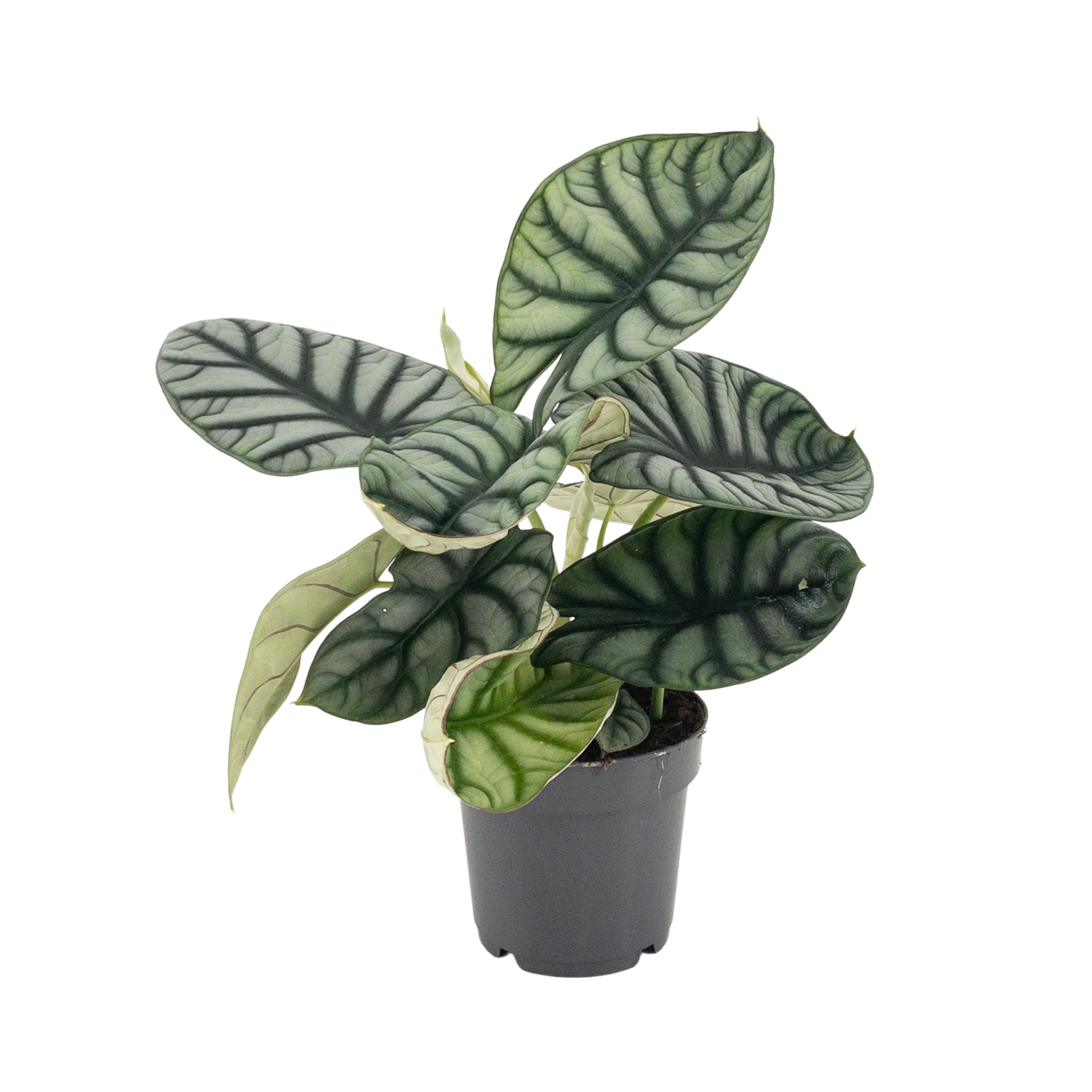 Picture of Alocasia Nebula Silver P14 30CM