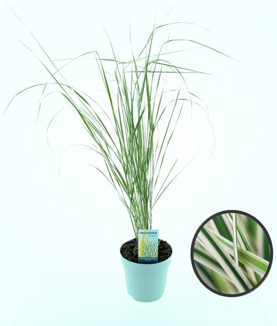 Picture of Calamagrostis accutiflora 'Overdam'