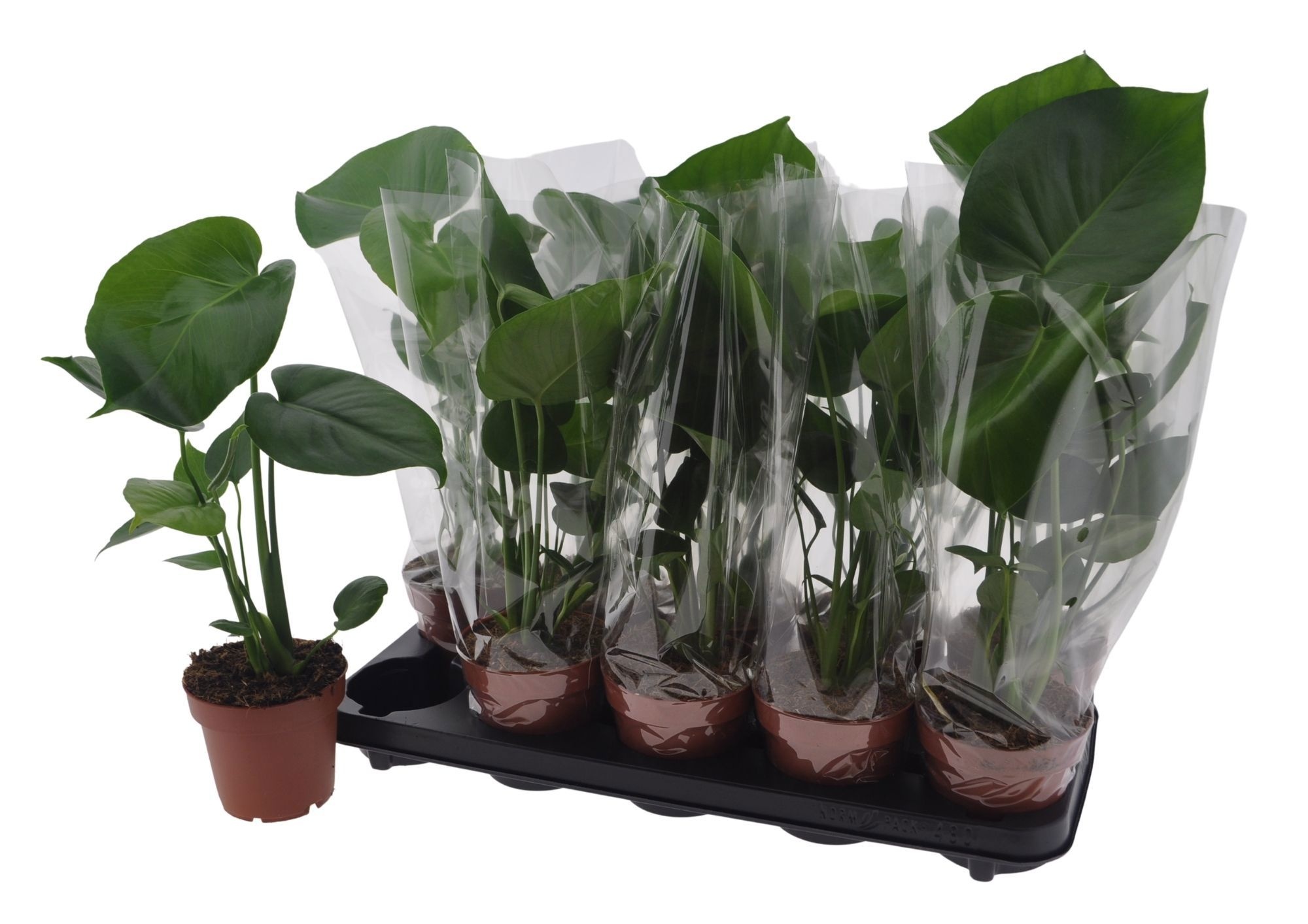 Monstera Deliciosa 12P 40H 1stek