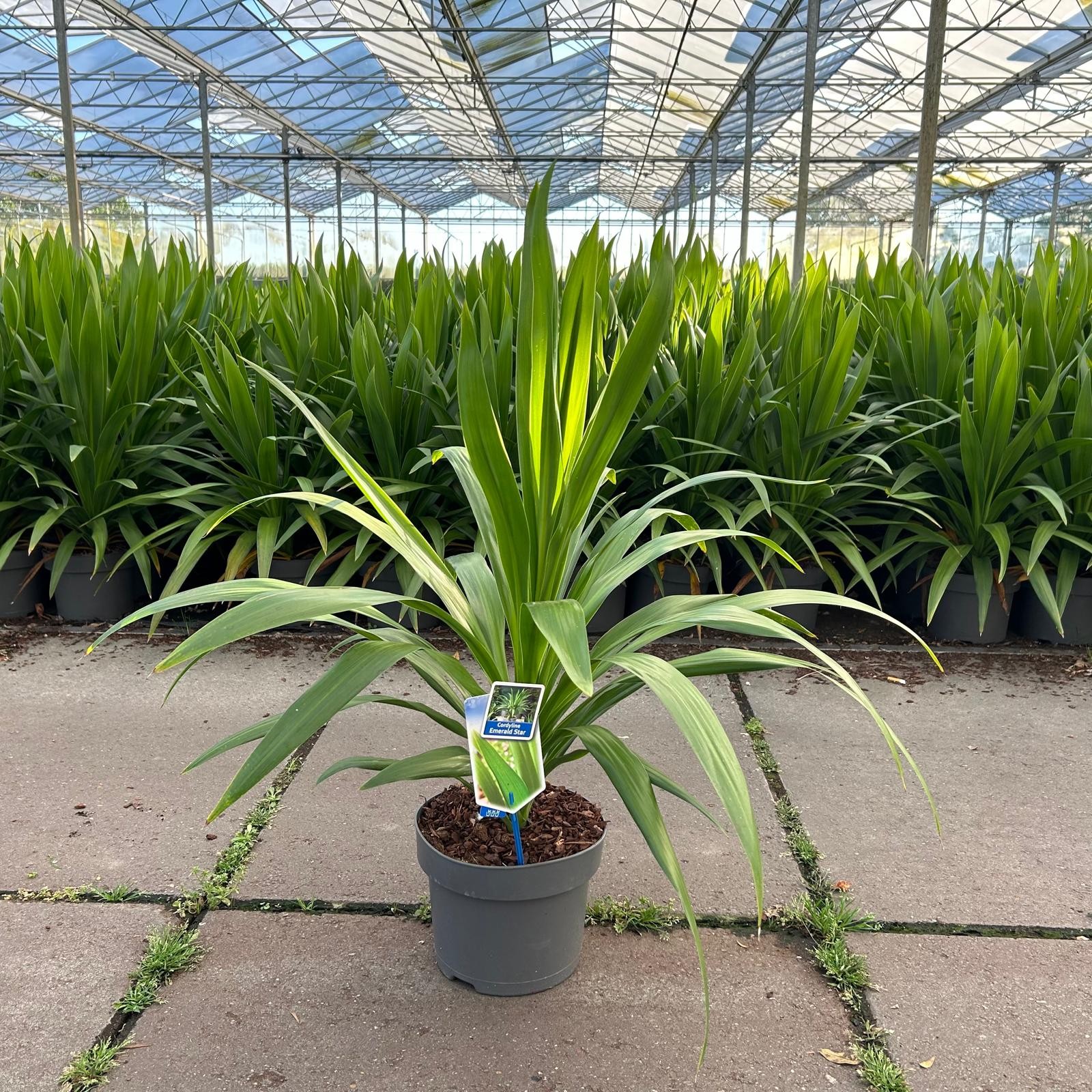 Picture of Cordyline Emerald Star P23 (5 Ltr) (LOOSE)