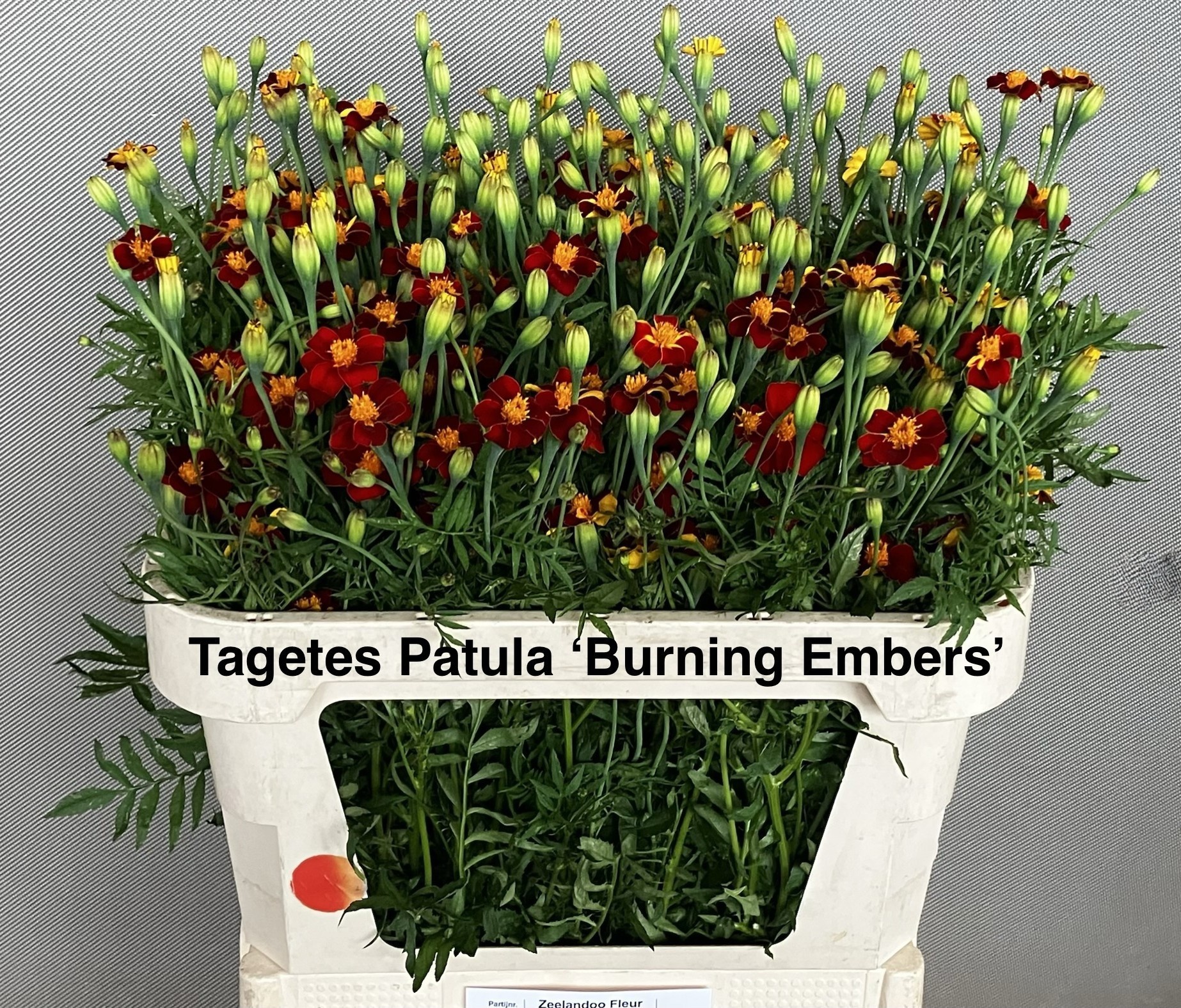 Tagetes 70cm