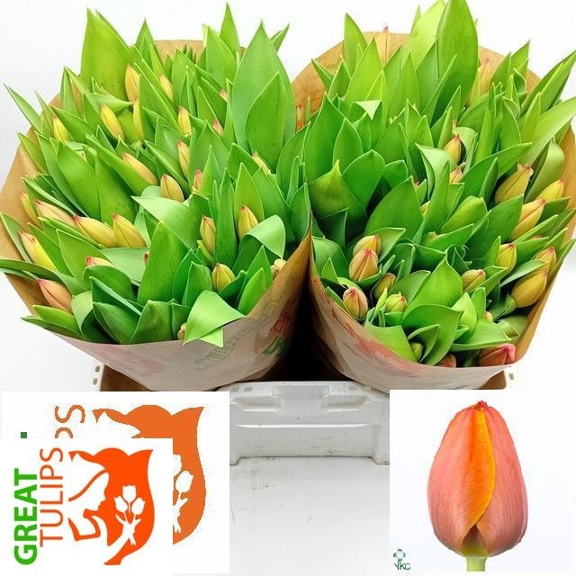 Tulipa Ad Rem 38cm 44gram