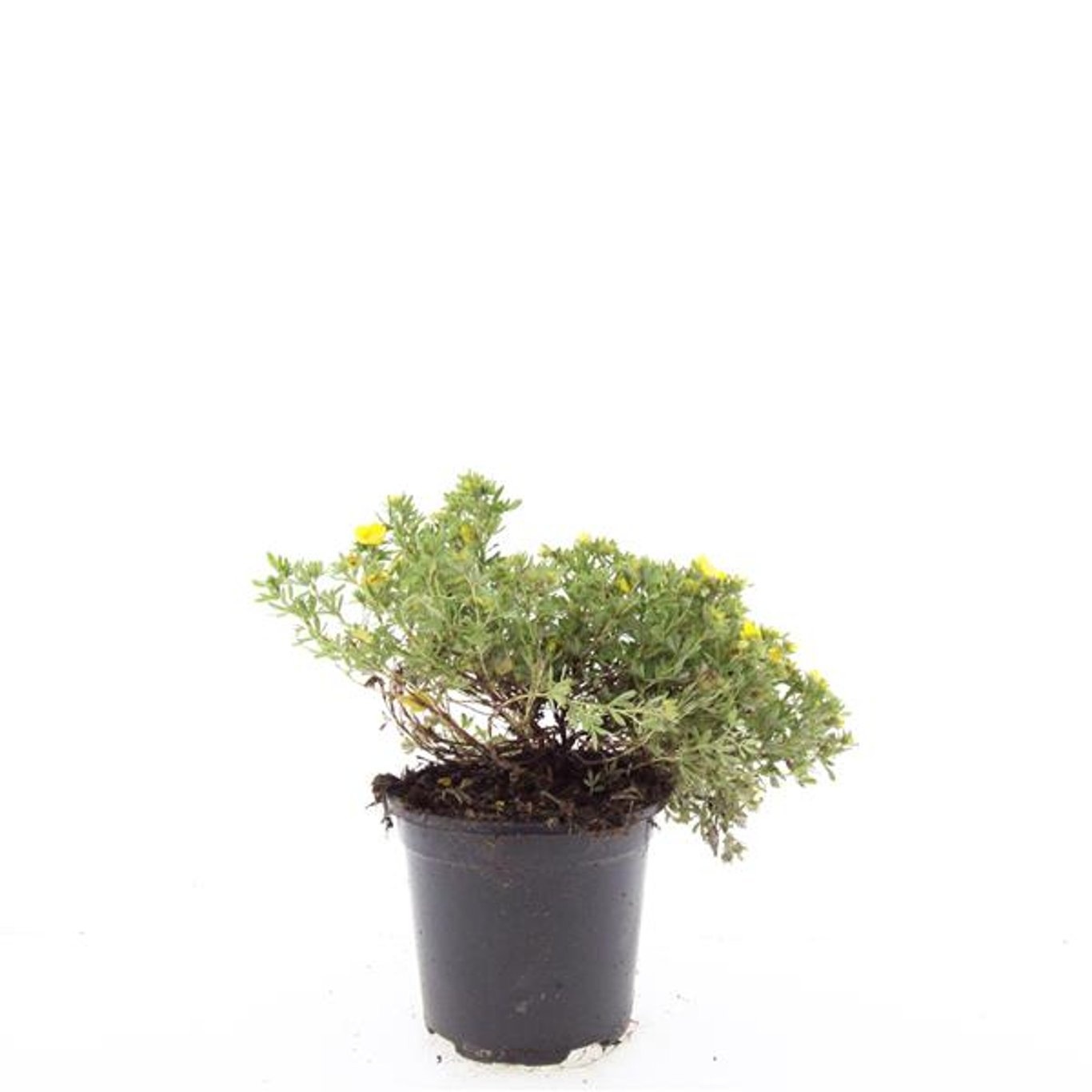 Potentilla f. 'Kobold'