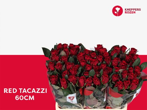 R Gr Red Tacazzi+