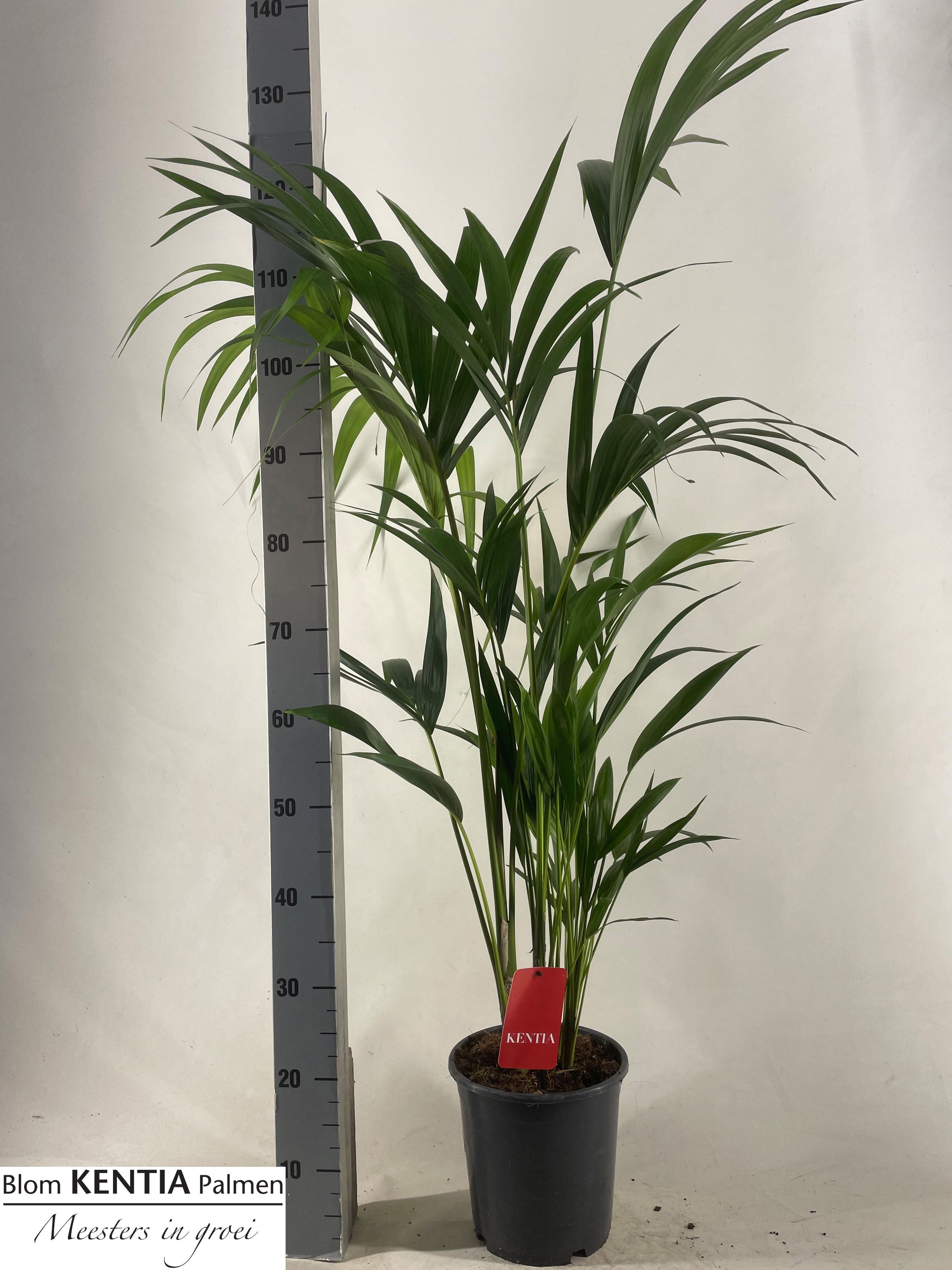 Howea Forsteriana