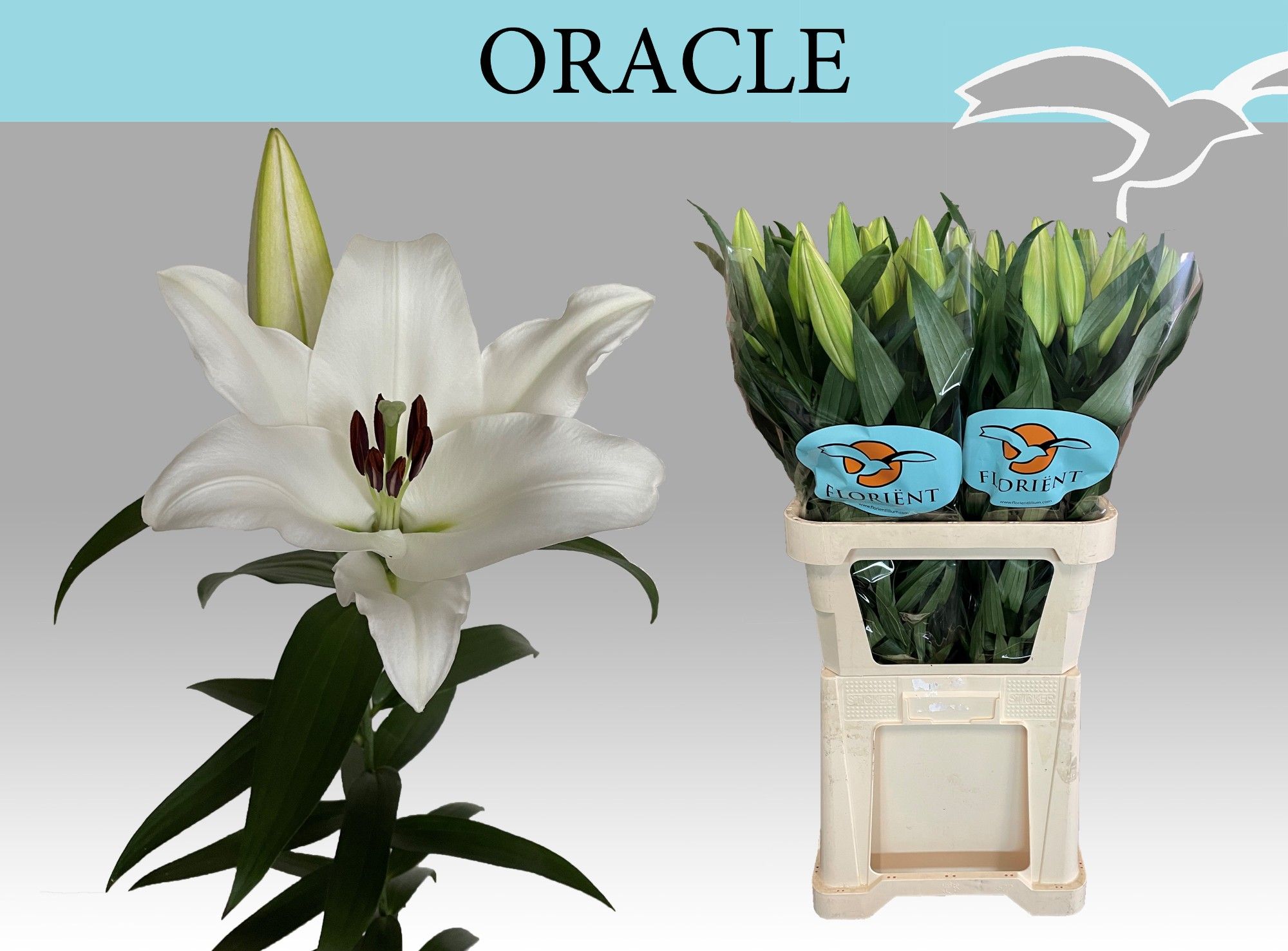 Lilium Ot Oracle 90cm 2/4bl