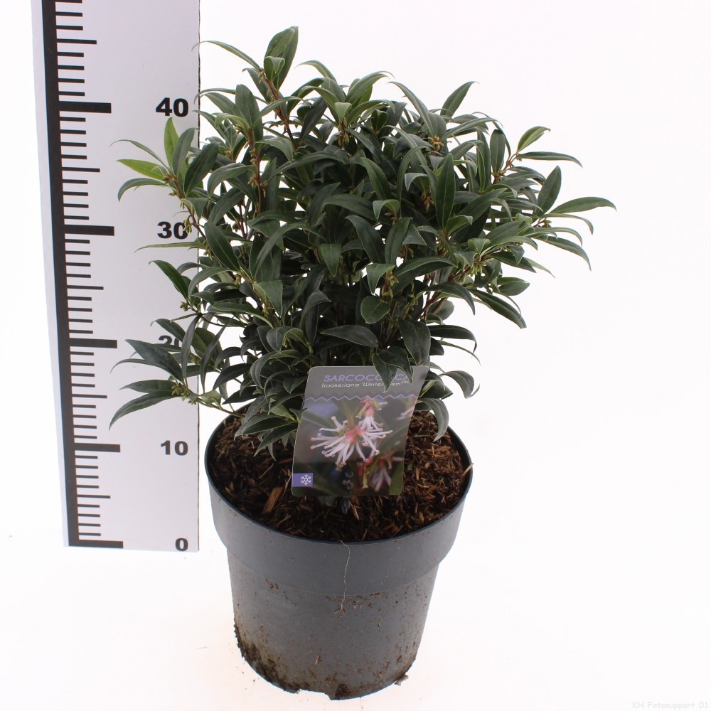 Sarcococca hookeriana Winter Gem ('Pmoore03')