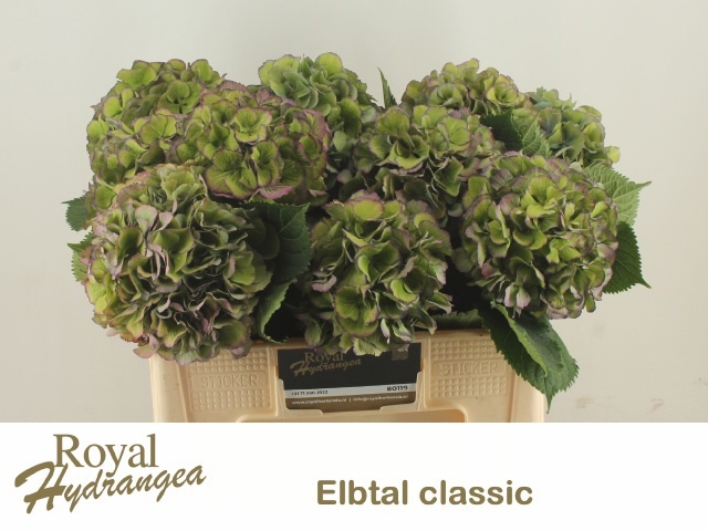 Hydrangea Elbtal Classic Pink 50cm 17Ø
