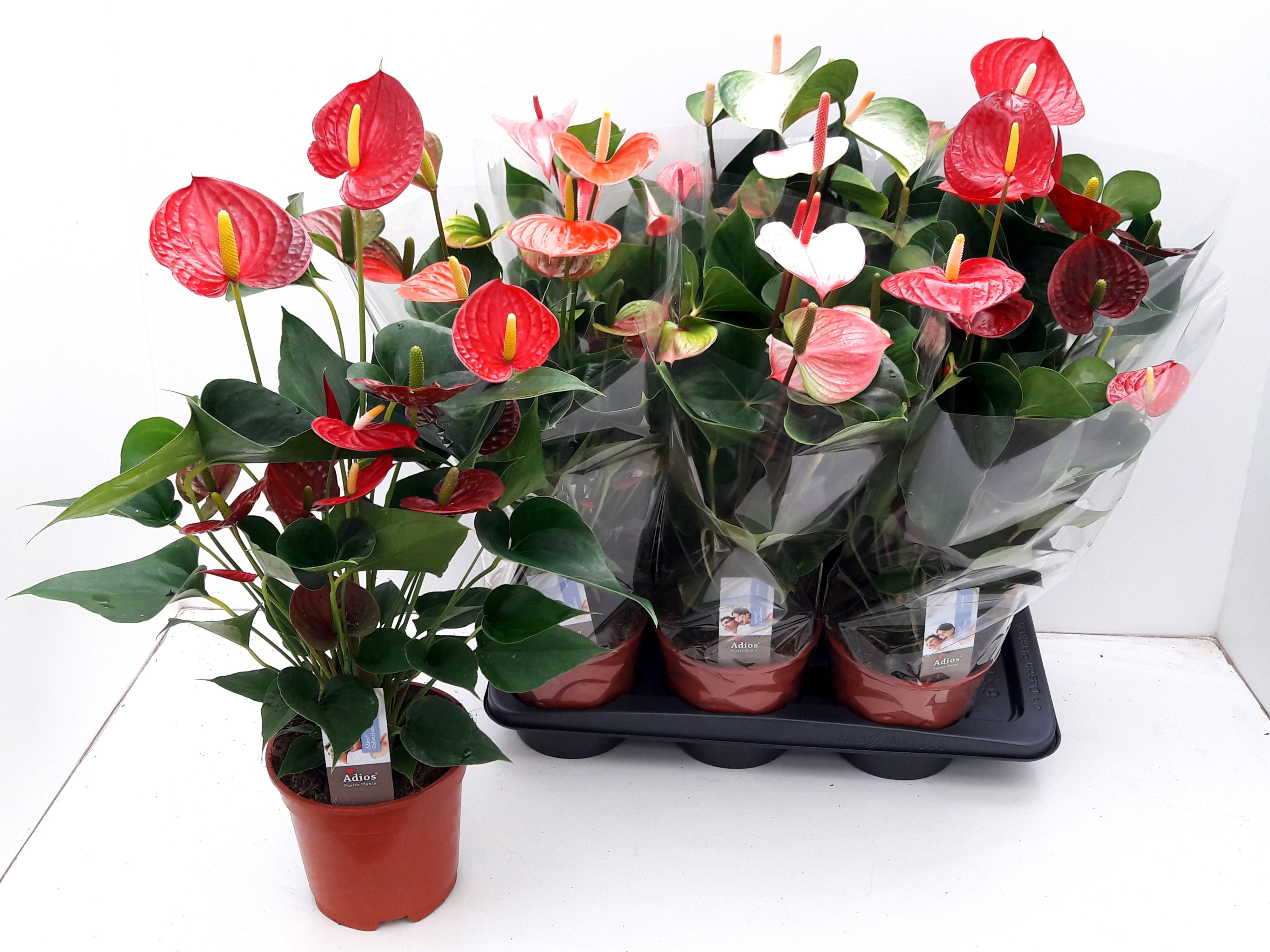 Anthu A Gemengd 5 Kl 17Ø 60cm