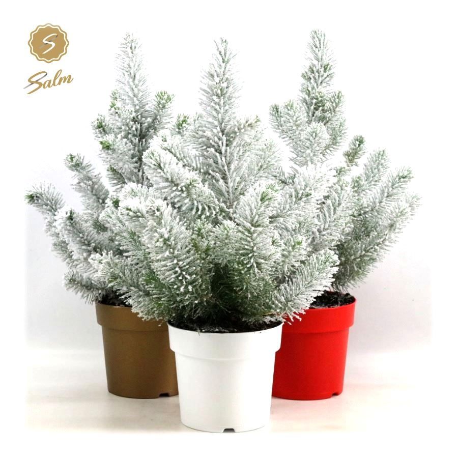 Picture of Pinus pinea 'Silver Crest' P17 in Pot Colour + Snow
