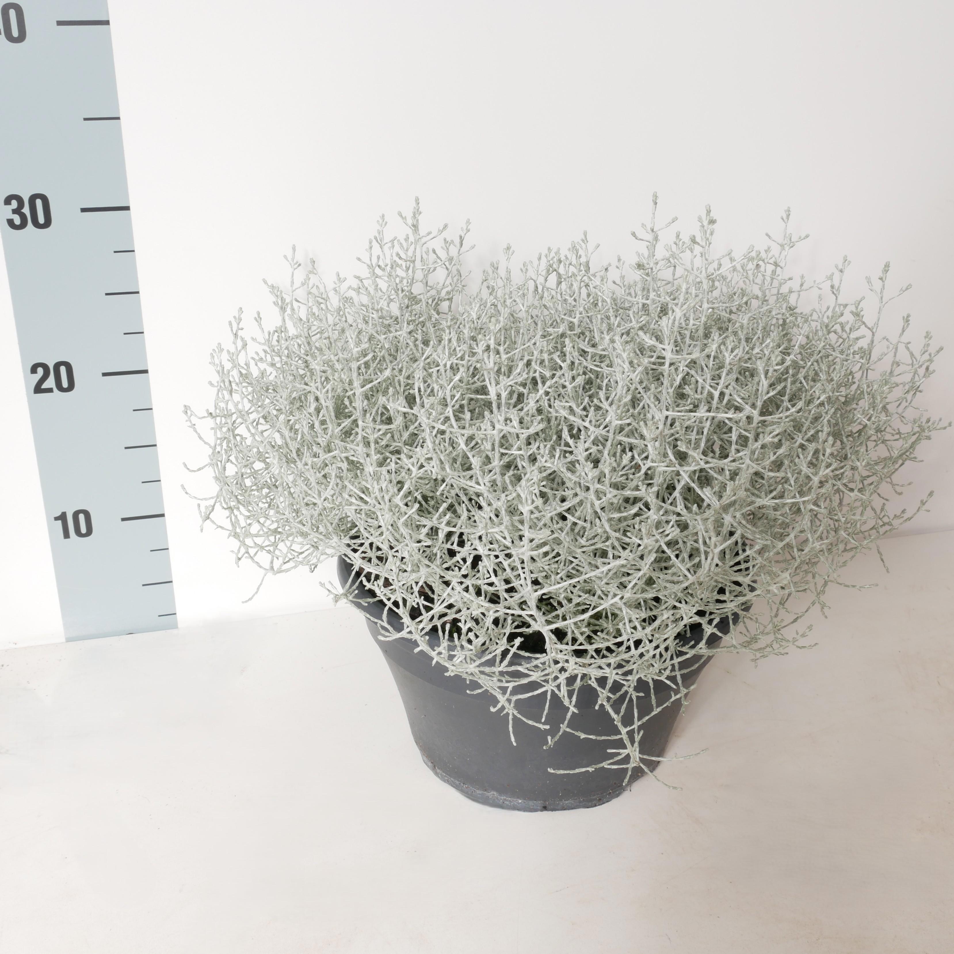 Leucoph Silvercalos 23P 35H