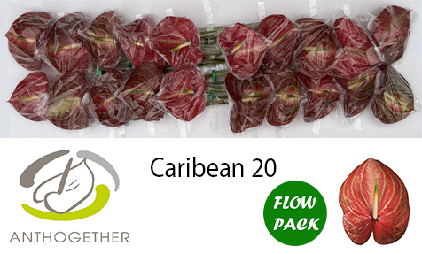 Anth A Caribean