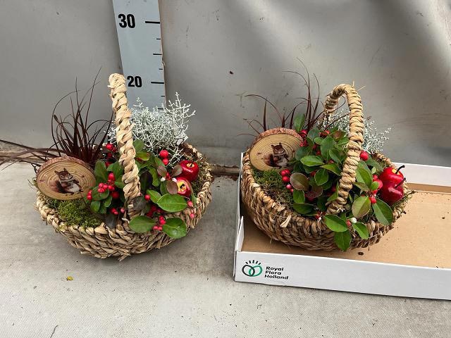 Arrangement Garden Plants 25Ø