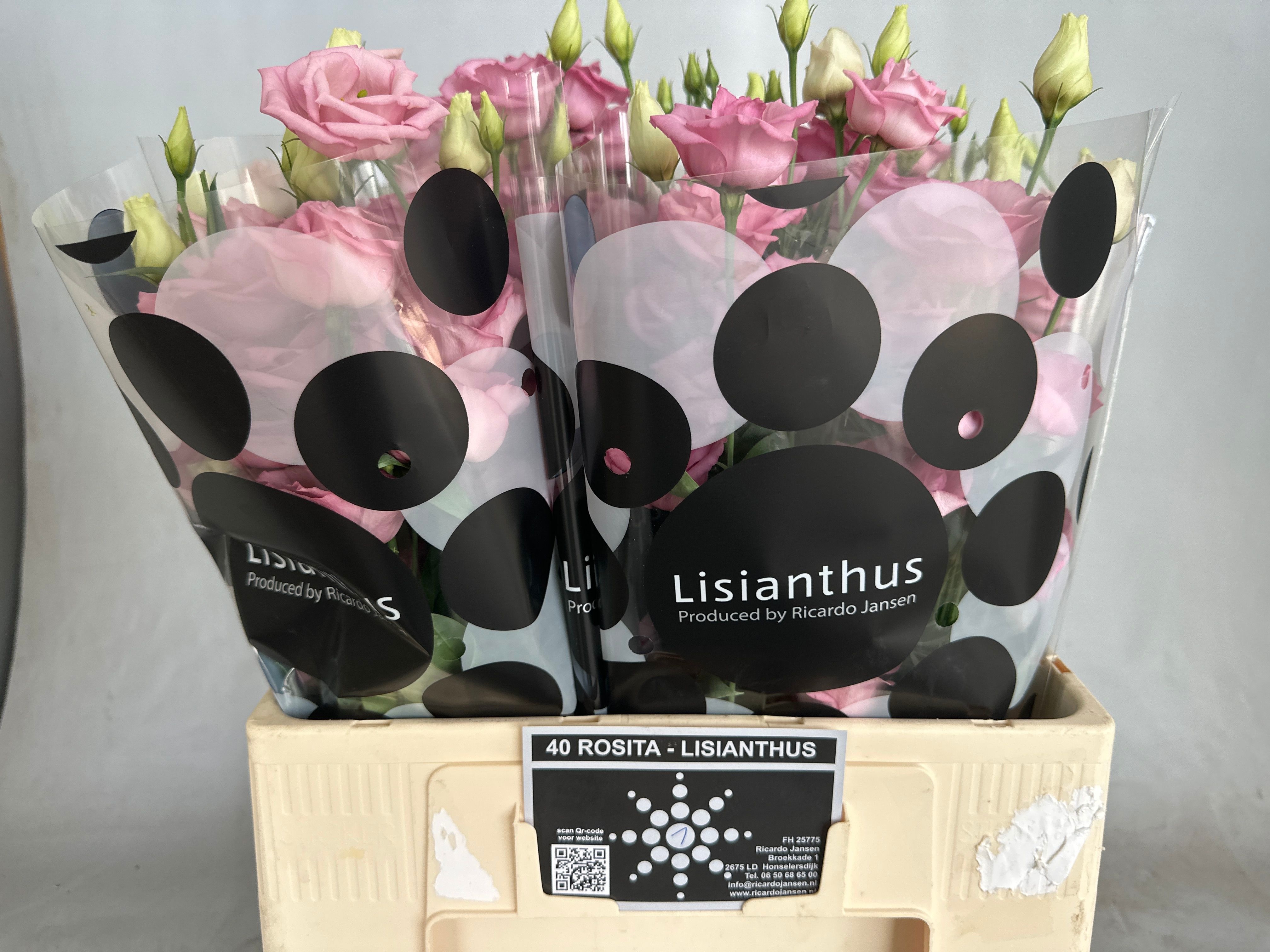 Eus G Rosi Rose Pink