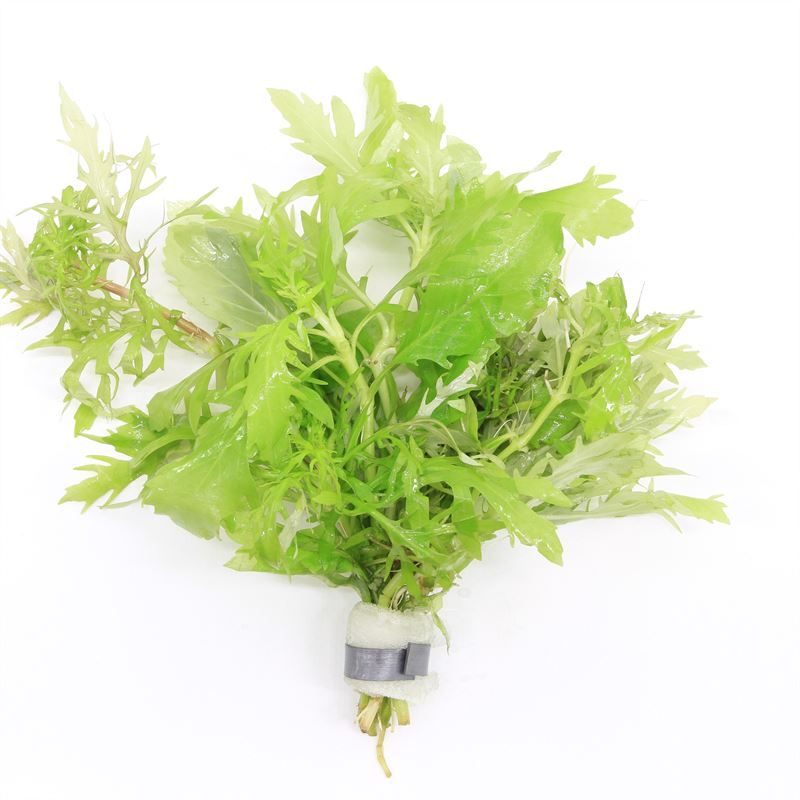 Hygrophila difformis bos
