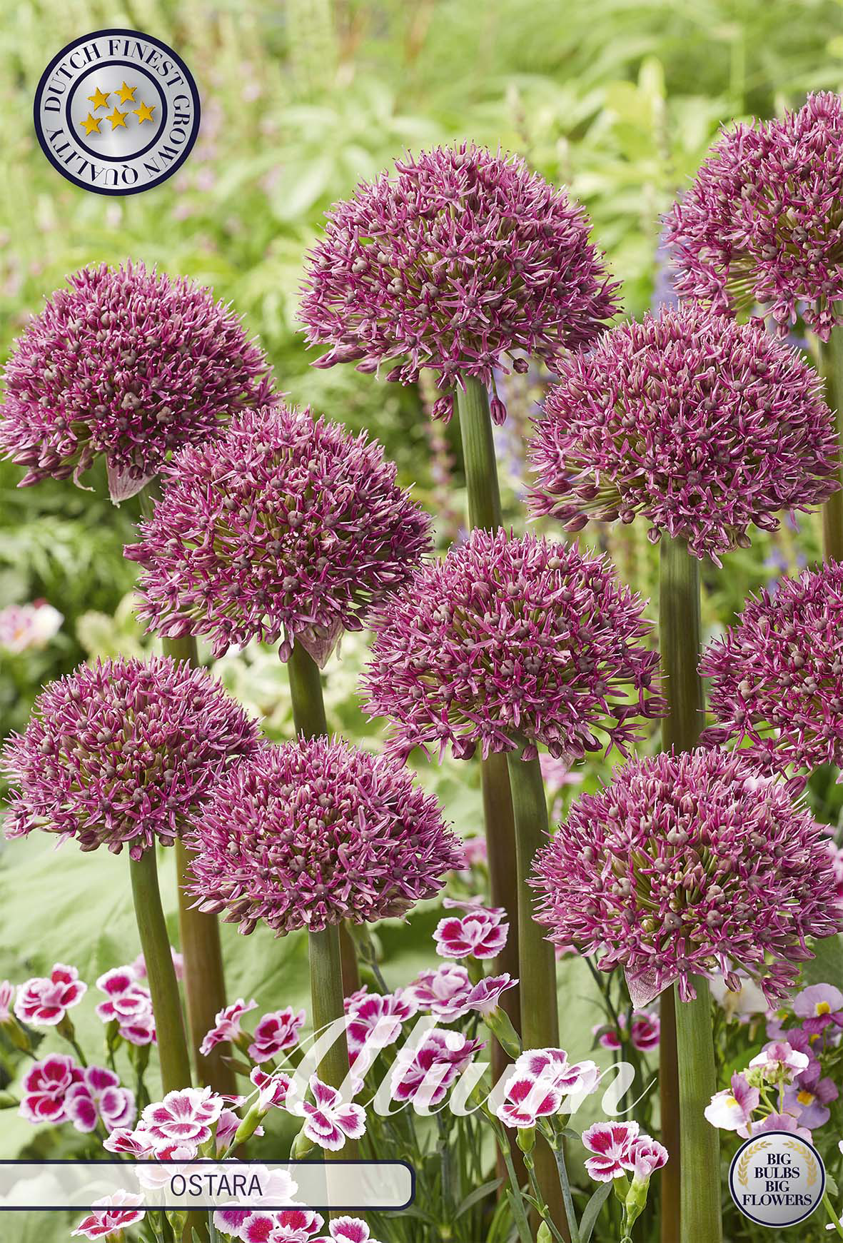 Allium 'Ostara'