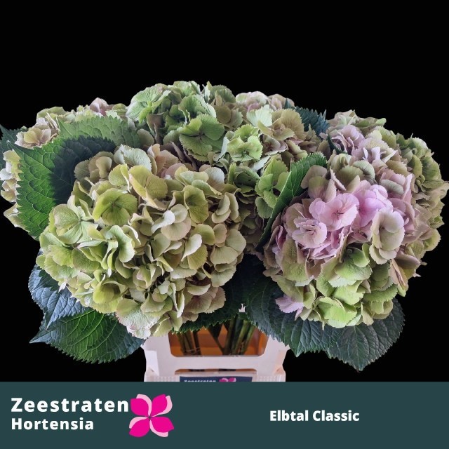 Hydrangea Elbtal Classic Pink 60cm 18Ø