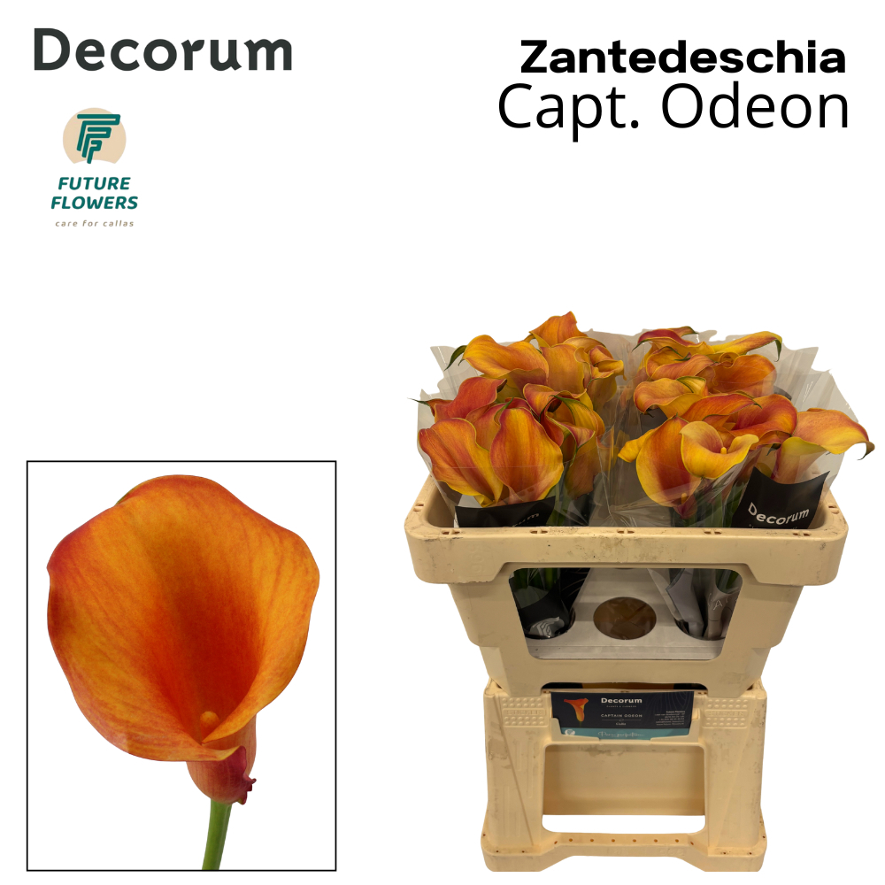 Zant Capt Odeon