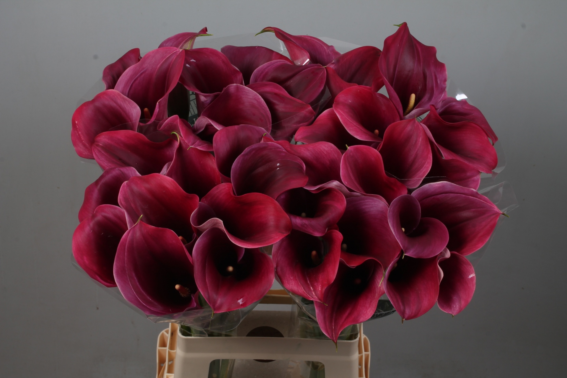 Calla Capt Promise 70cm