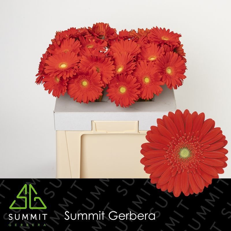 Ge Gr Red Explosion 50L.cm