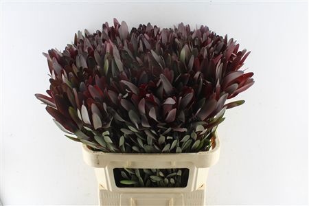 Leucadendron Safari Sunset 80cm