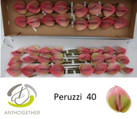 Anth A Peruzzi