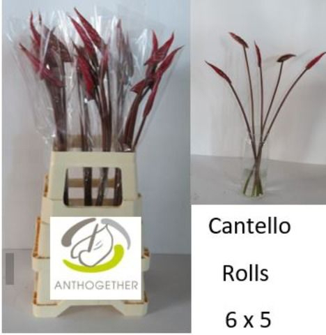 Anth A Cantello