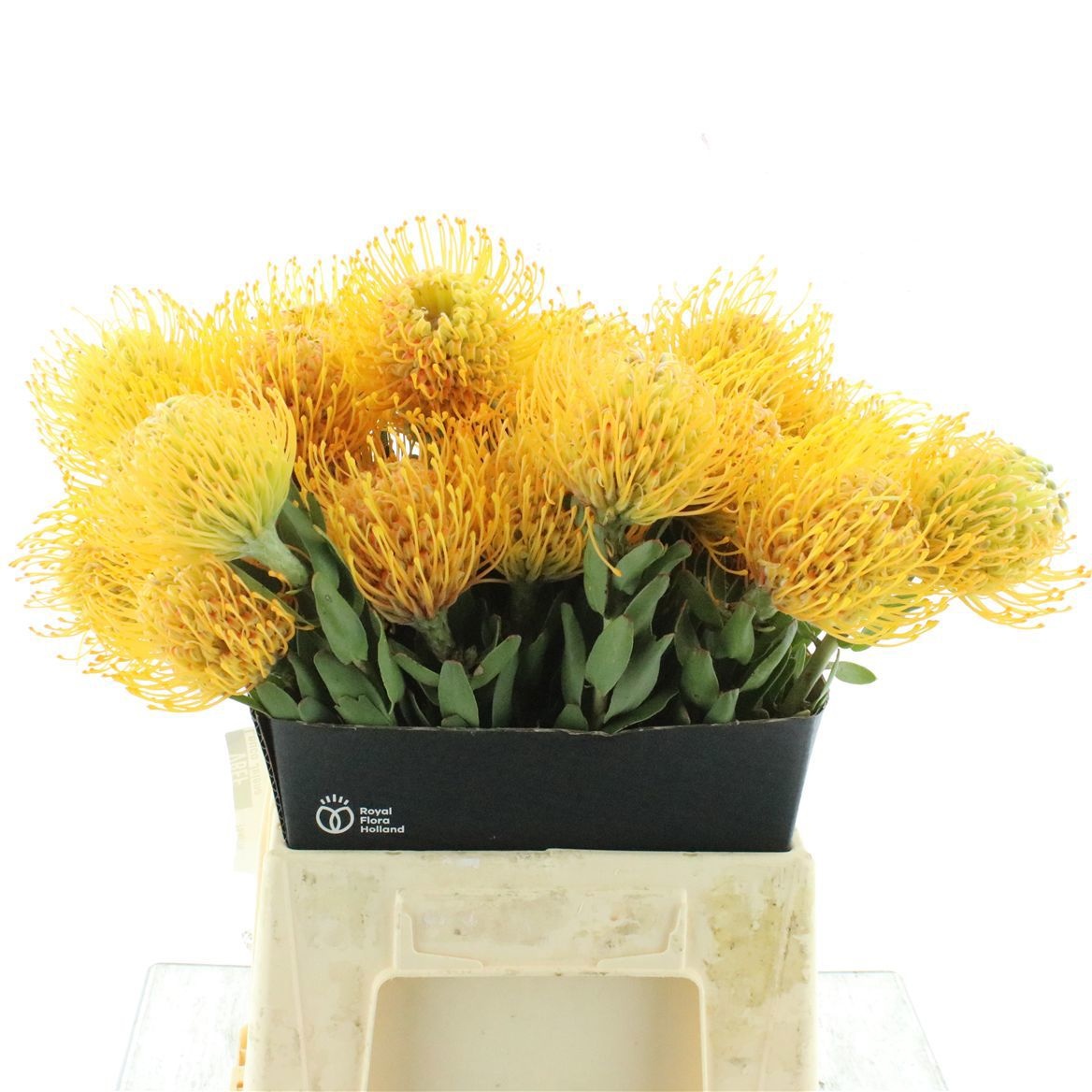 Leucospernum(pins) Jelena 40cm
