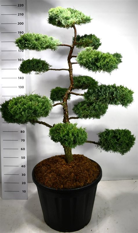 Picture of Juniperus pf. 'Hill's Blue'