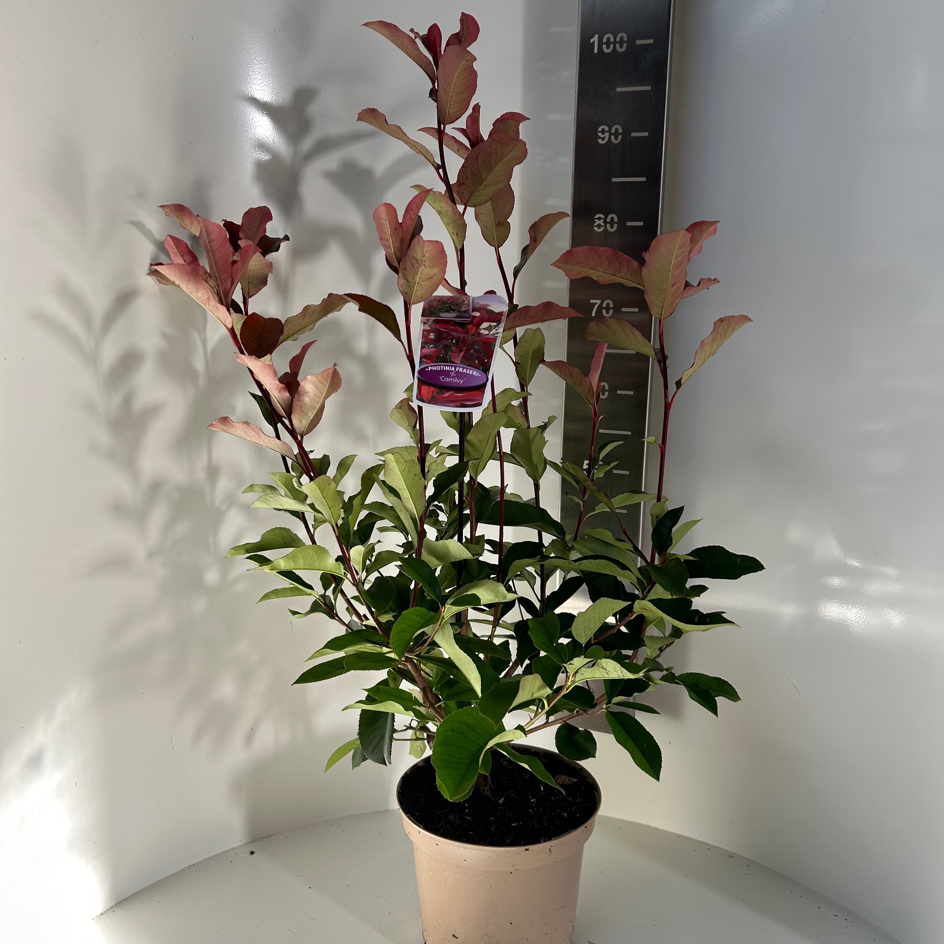 Picture of Photinia fras. Camilvy P23 (5 Ltr) (LOOSE)