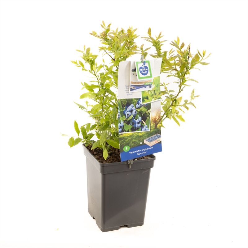Vaccinium corymbosum 'Bluecrop' augustus pluk