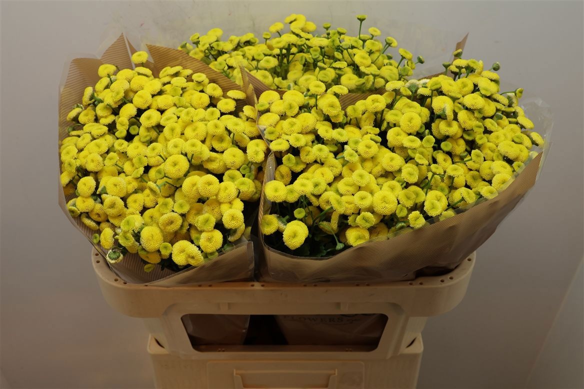 Tanacetum Amazone 70cm