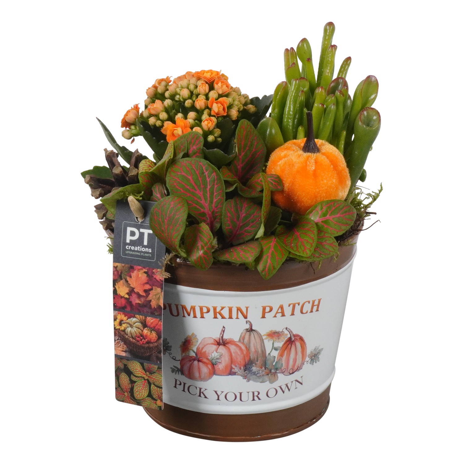 Picture of Arrangement Autumn Indoor in zinc pot PTHI7031 P14 23cm