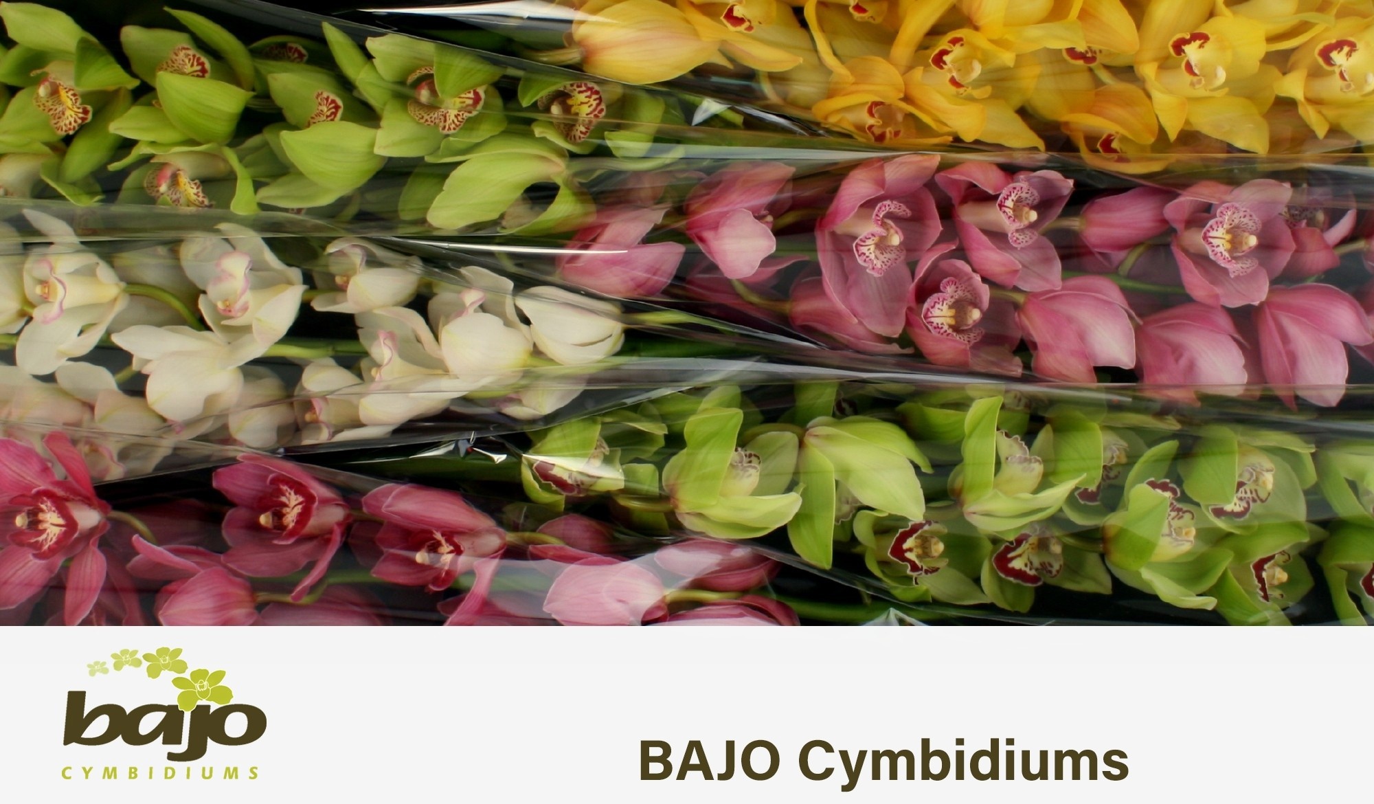 Cymbidium Asst 13bl