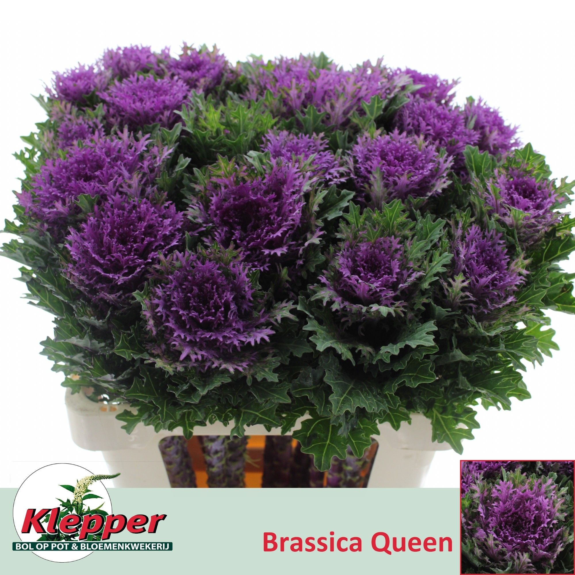 Brassica Crane Queen 60cm