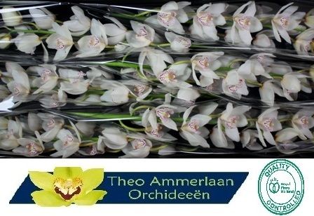 Cymbidium Mrs White Crystal 12/15bl