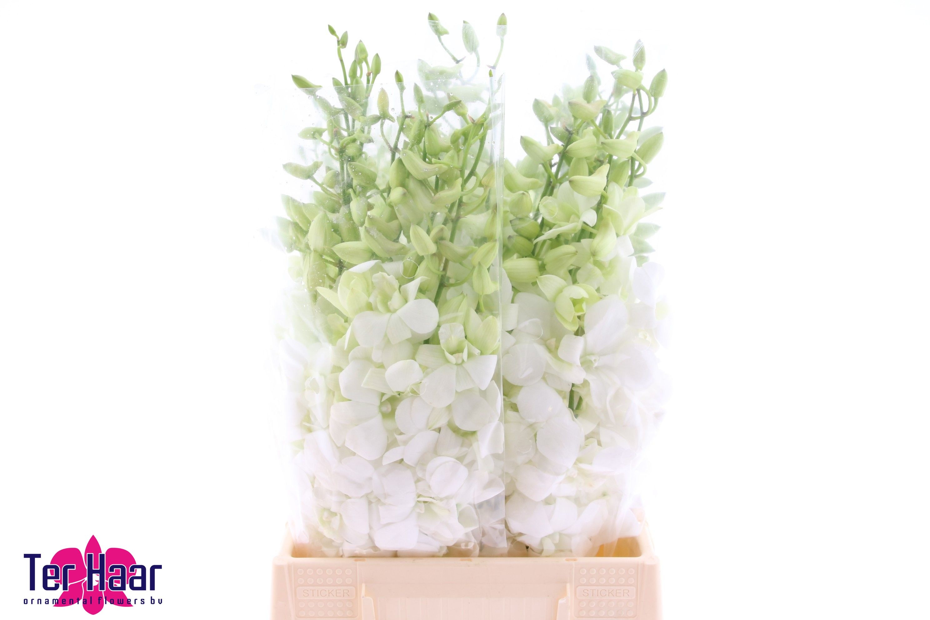 Dendrobium M Pomp White 50cm