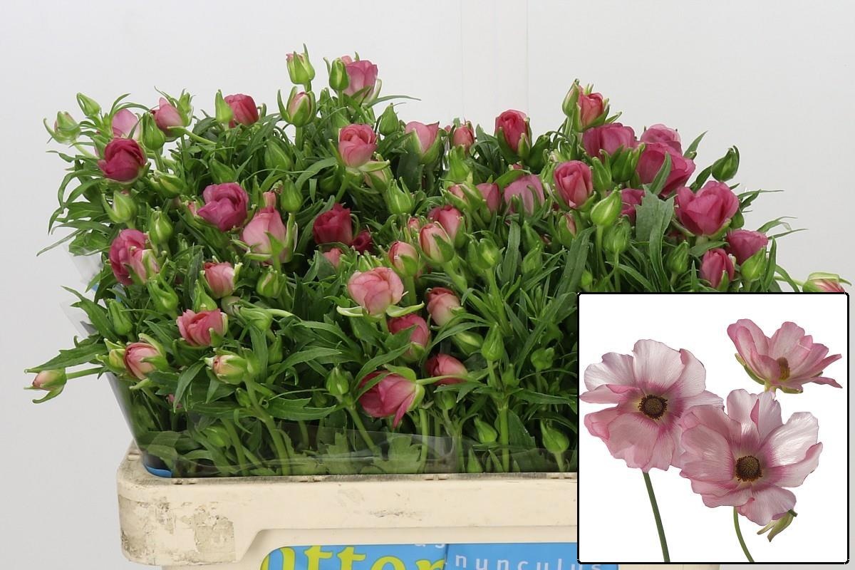 Ranunculus Butterfly Lycia 60cm