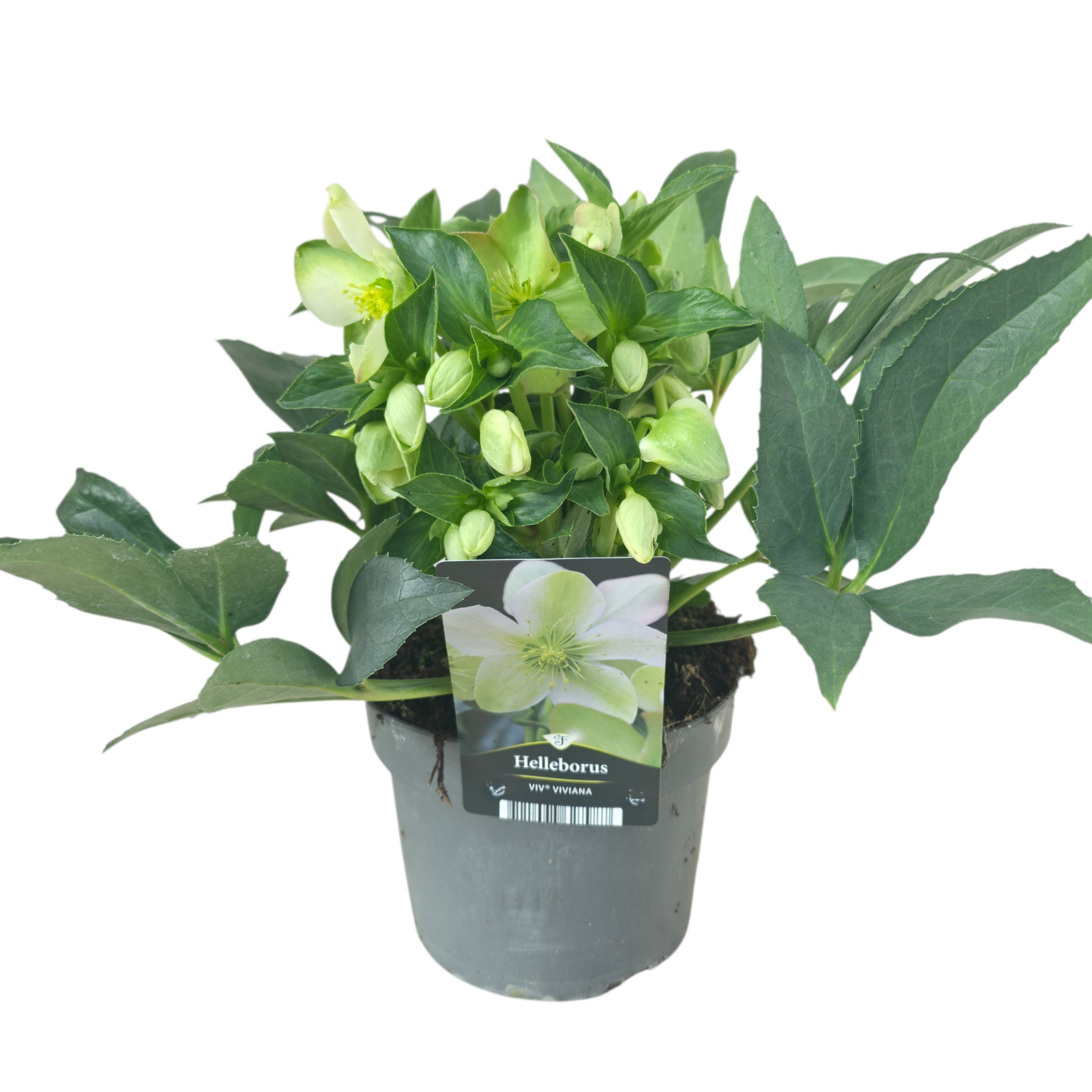 Helleborus Viv Viviana