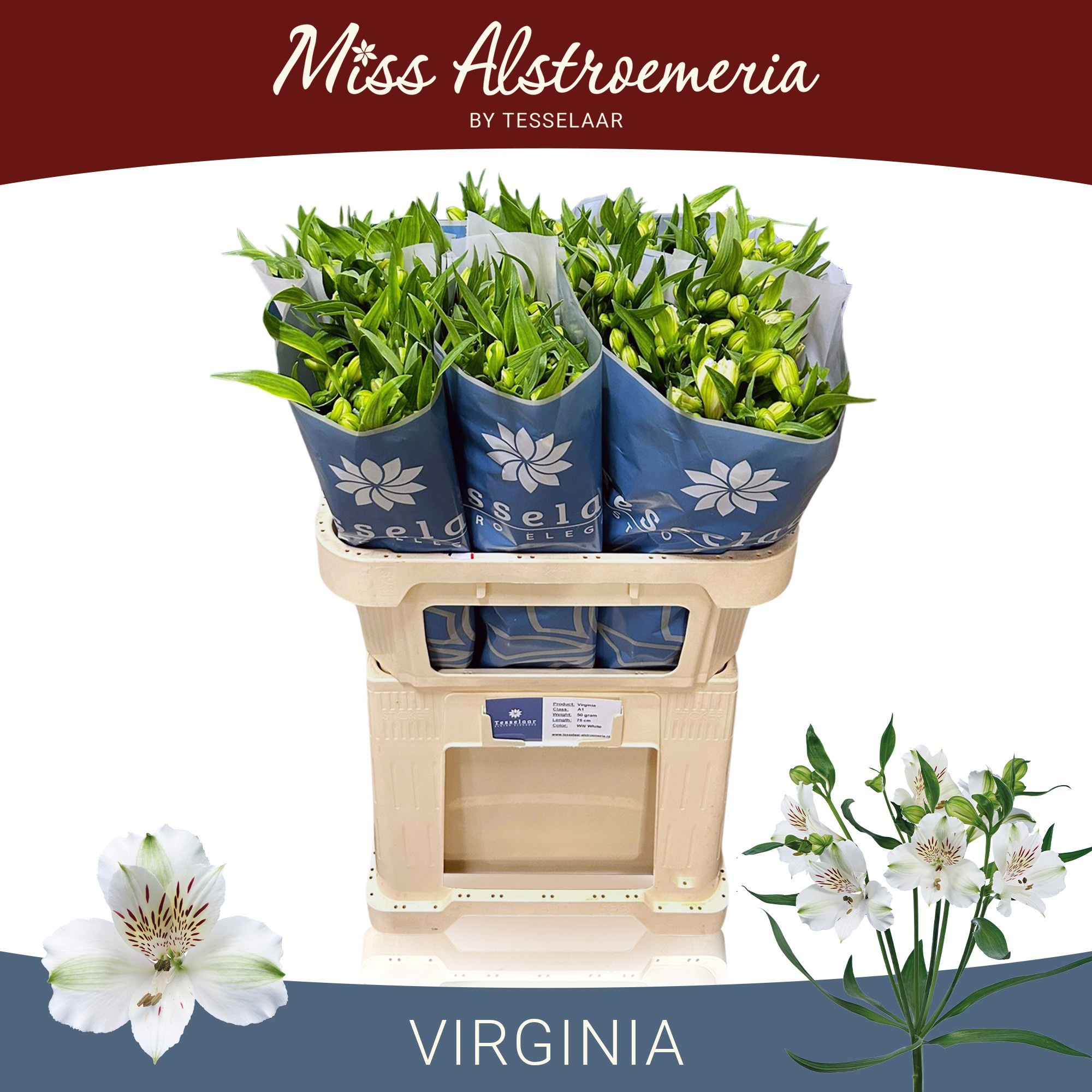 Alstr Virginia