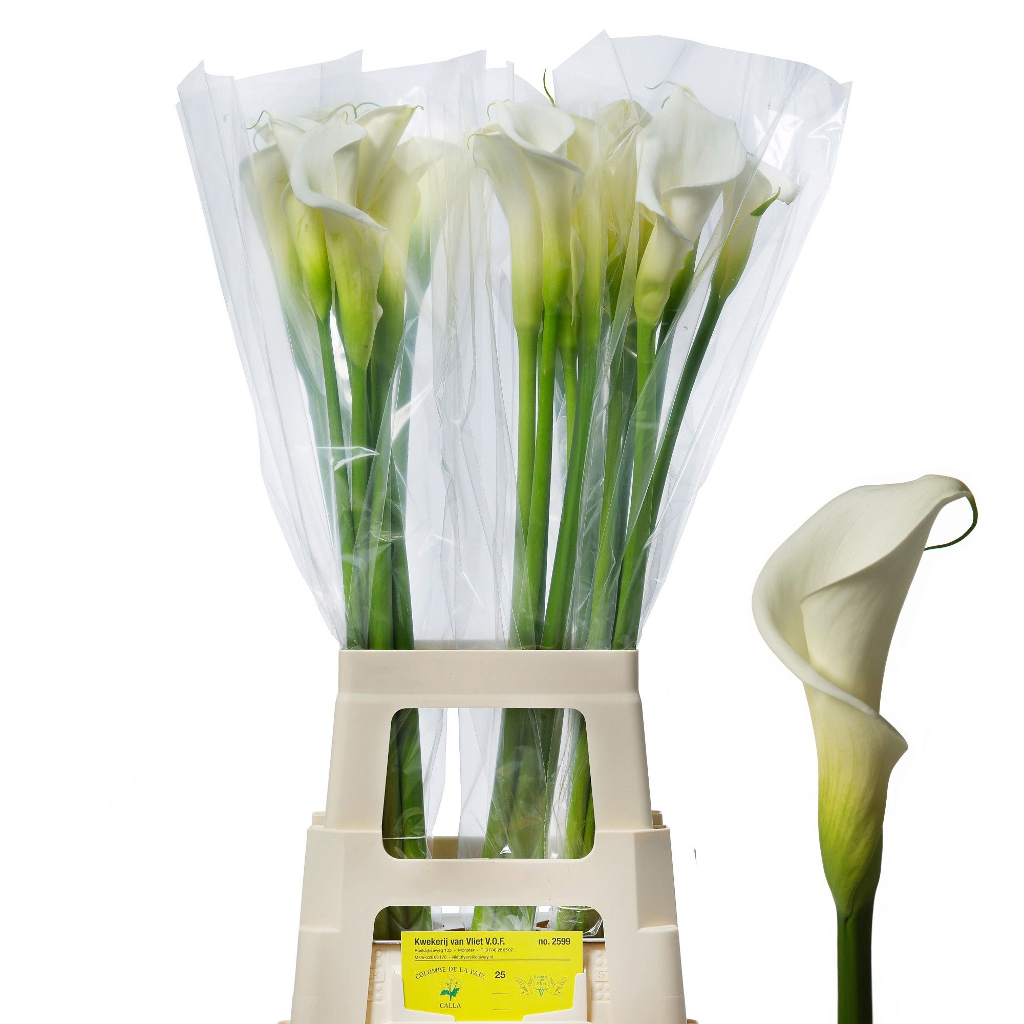 Calla Colombe 80cm