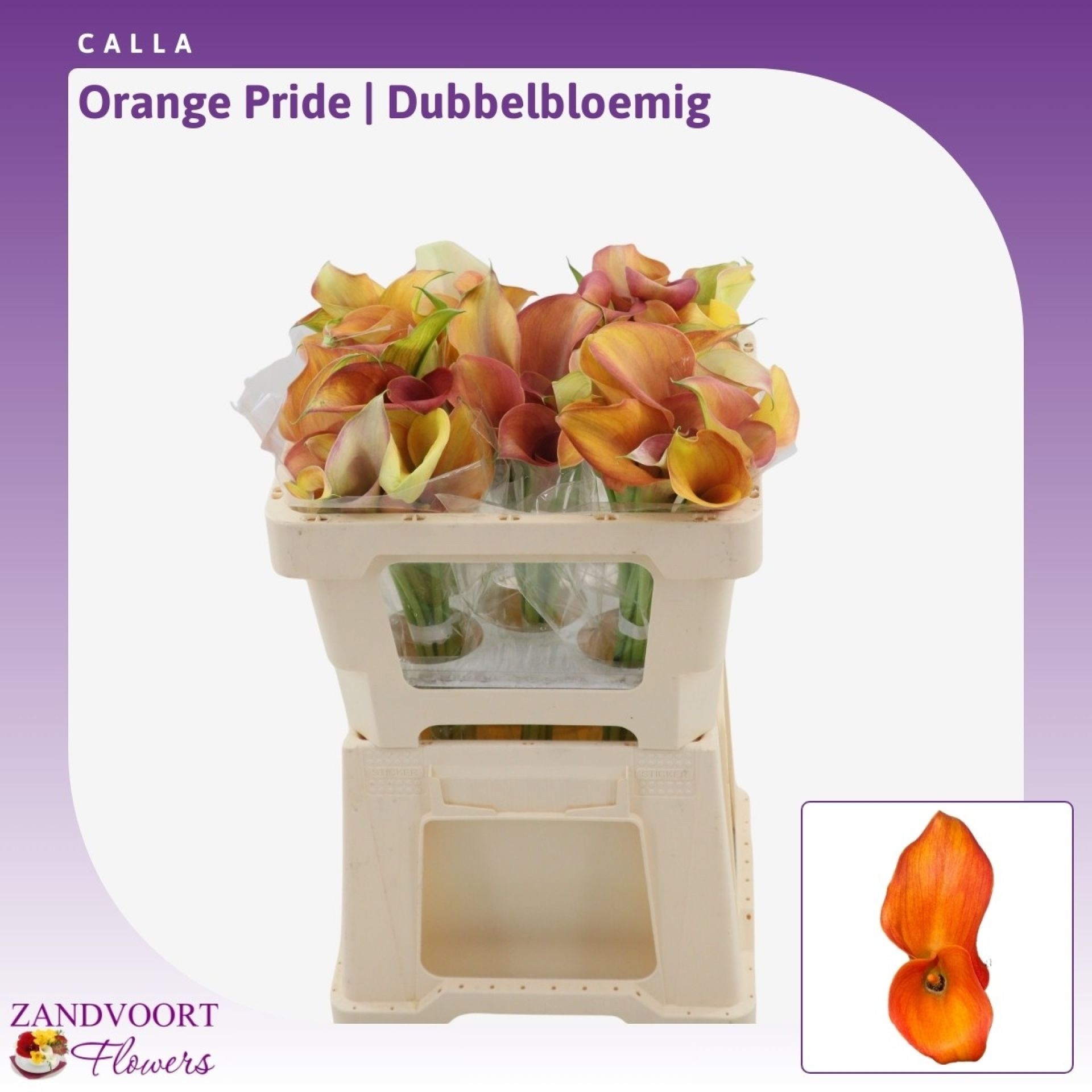 Zant Orange Pride